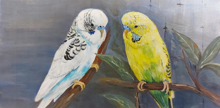 Budgies