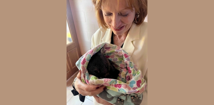 Her Excellency cuddling a baby wombat