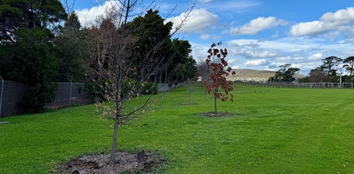 The original Premier's Oak Grove in the Vineyard Paddock