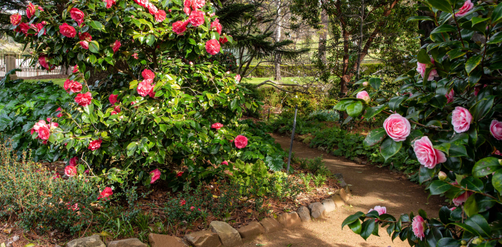 garden-near-japanese-pond
