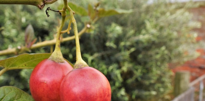 garden-produce-tours