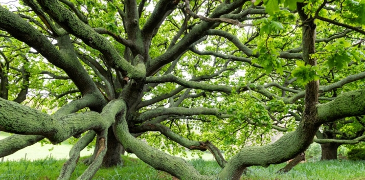 significant-trees-tour