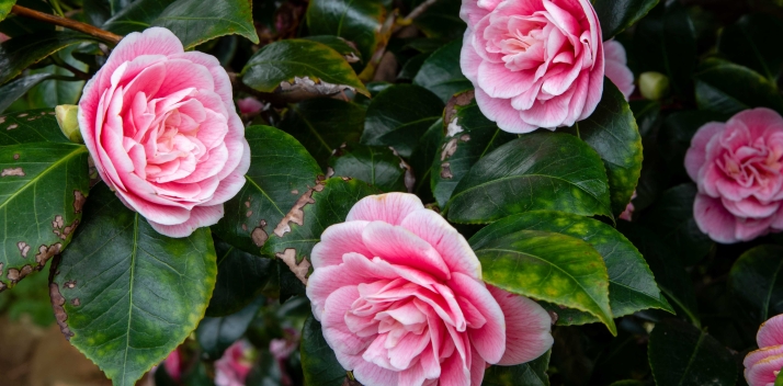 tasmanian-sail-training