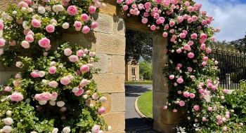 Arch with Pink Roses