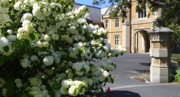 Lions court in Spring