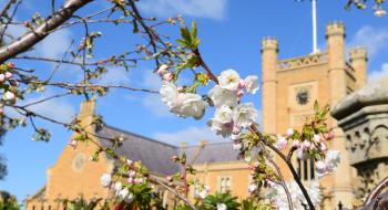 Spring Blossoms