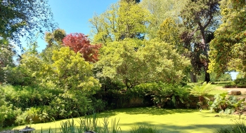 Japanese Pond