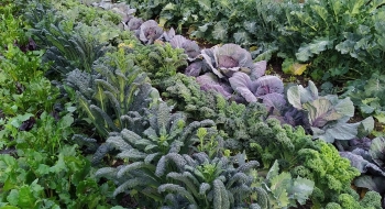 GH Produce Garden