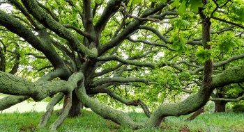 chief-executive-women