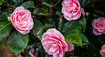 tasmanian-sail-training